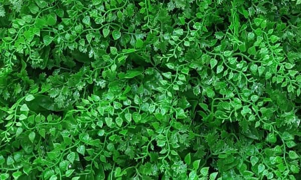 تصویر 4 از فروش گرین وال شمشادی + قیمت خرید به صرفه